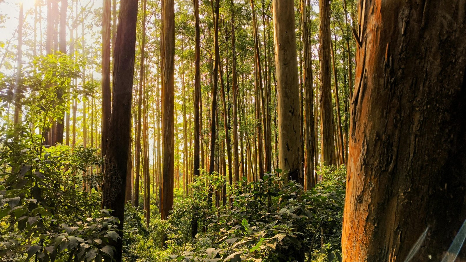 Best Website Development Company in Kodaikanal – Professional Website Designers