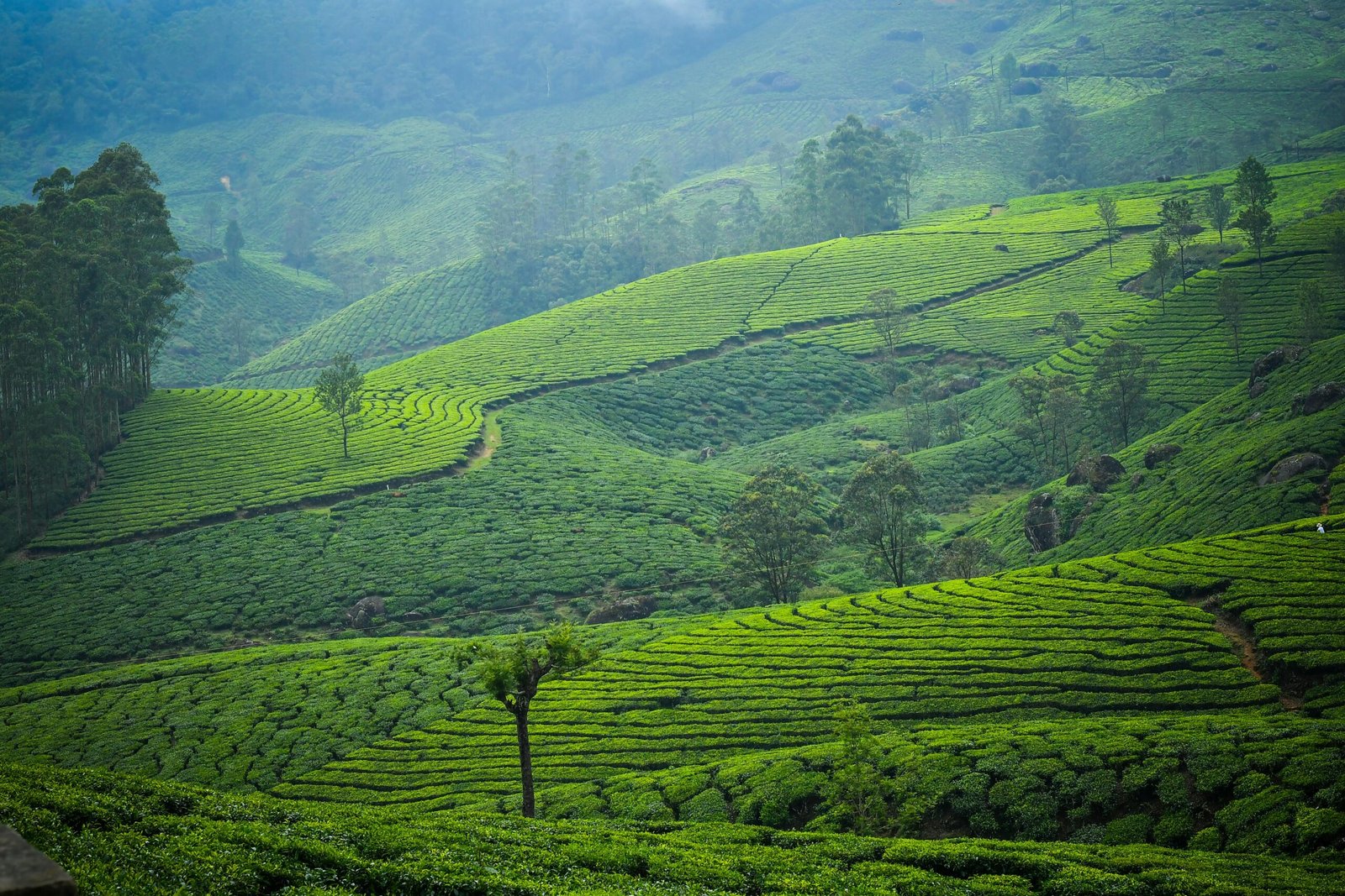 Website Development Company in Munnar – Professional Web Designers for Tourism Businesses